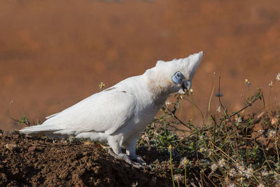 Close-up of white bird perching on a field