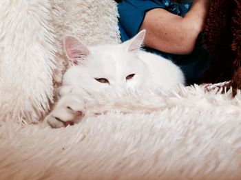 Midsection of person with cat on bed