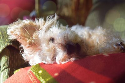 Close-up of a dog