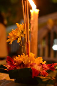 Close-up of yellow rose flower. loy krathong 