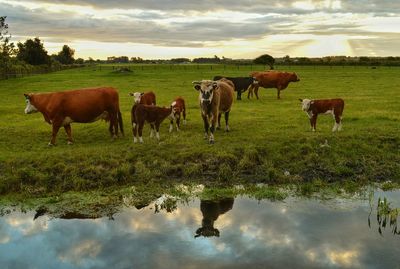 Horses grazing on field against cloudy sky