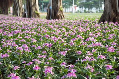 Close-up of pink flowering plants in park