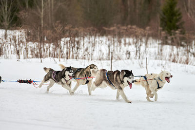 View of dogs on snow covered field