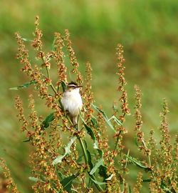 Close-up of bird on plant against blurred background