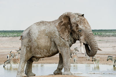 Elephant drinking water