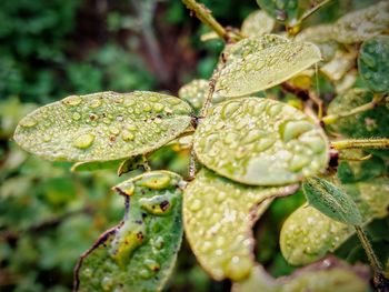 Close-up of wet leaf