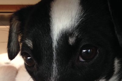 Close-up of dog