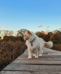View of a cat on path