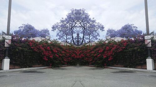 View of trees against cloudy sky