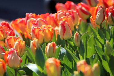 Close-up of red tulips