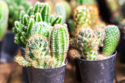 Close-up of succulent plant in pot