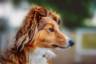 Close-up of a dog looking away
