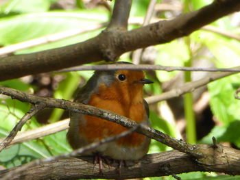 Close-up of two birds in forest