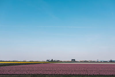 Scenic view of field against blue sky