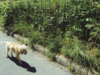 Dog walking on footpath