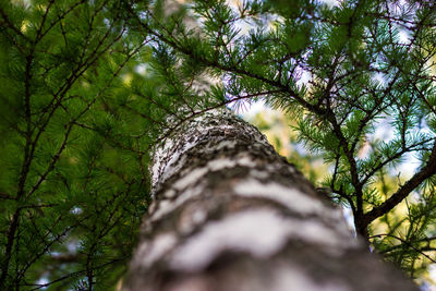 Low angle view of trees in forest