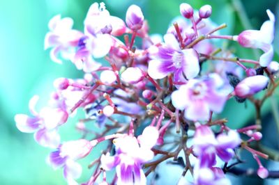 Close-up of pink flowering tree