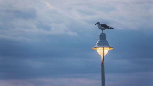 Low angle view of bird perching on illuminated light against sky