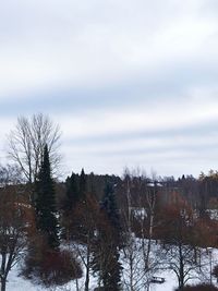 Bare trees against sky