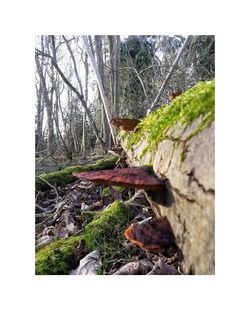 Close-up of tree trunk in forest