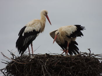 Low angle view of storks perching on nest against clear sky