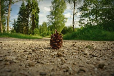 Close-up of pine cone on the ground