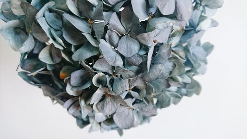 Close-up of food on white background