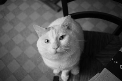 Close-up portrait of cat