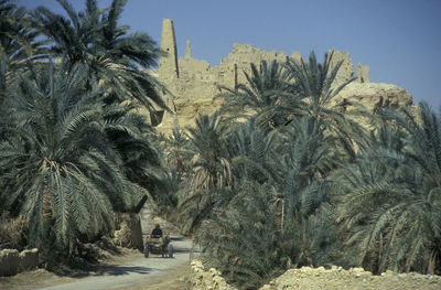 Palm trees on beach against sky