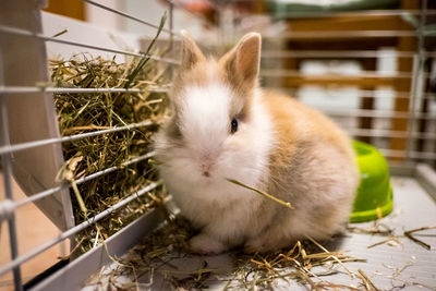 Close-up of a rabbit in cage