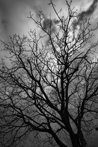Low angle view of bare tree against sky