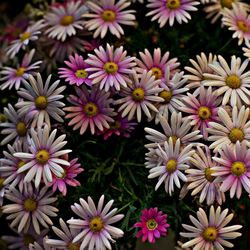 Full frame shot of white flowers