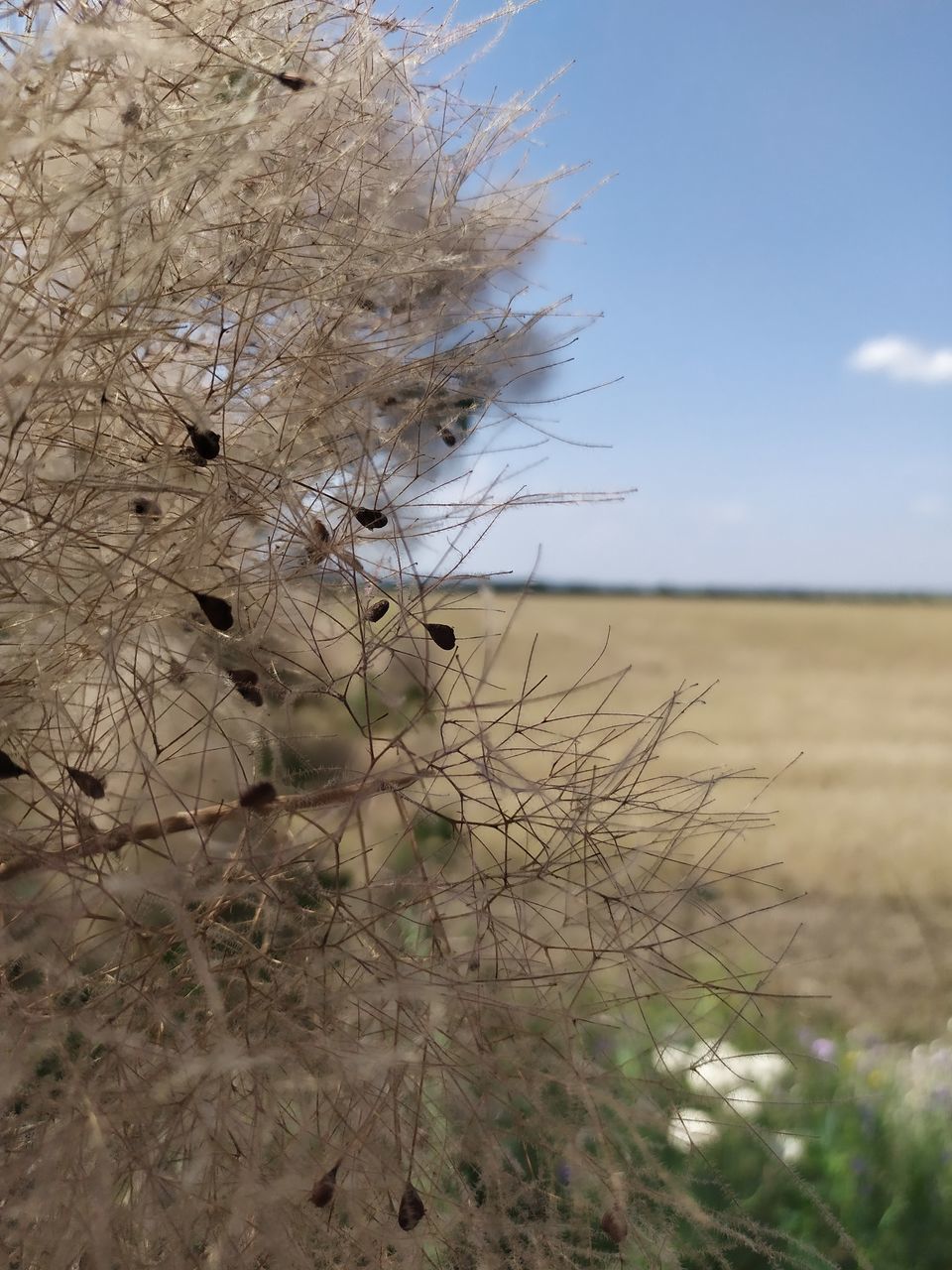 CLOSE-UP OF DRY PLANTS ON LAND