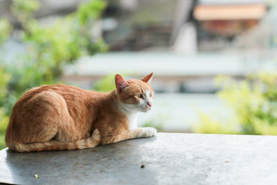 Cat resting on retaining wall