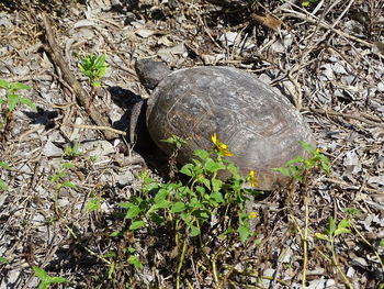 High angle view of tortoise on field