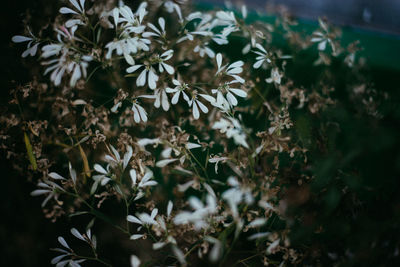 Close-up of white flowers