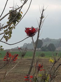 Red flowering plant on field against sky