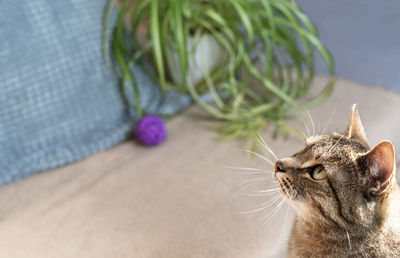 Striped tabby beige cat with green eyes sitting in the home room looking up cute pets animals 