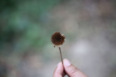 Close-up of hand holding dandelion against blurred background