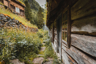 Plants growing on old abandoned building