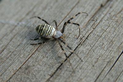 Close-up of housefly on wood