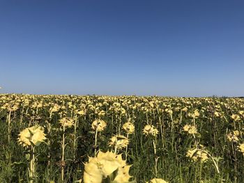 Scenic view of field against clear blue sky