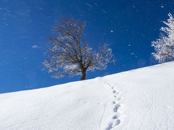Bare tree on snow covered field against sky