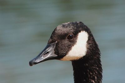 Close-up of swan in lake