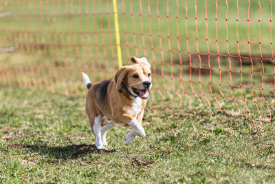 Dogs running on grassy field