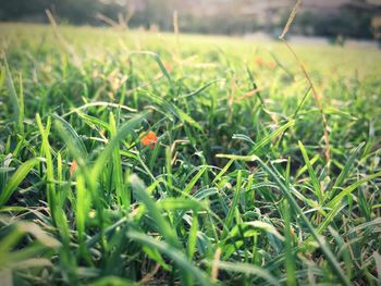 Close-up of grass on field