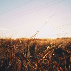 Wheat crop in field