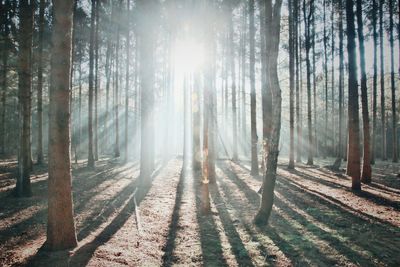 Sunlight falling on field through tree trunks at forest