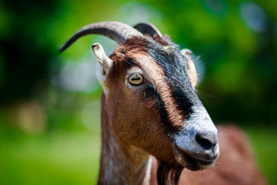 Close-up of goat