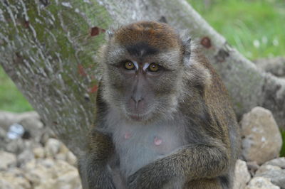 Close-up portrait of monkey against tree